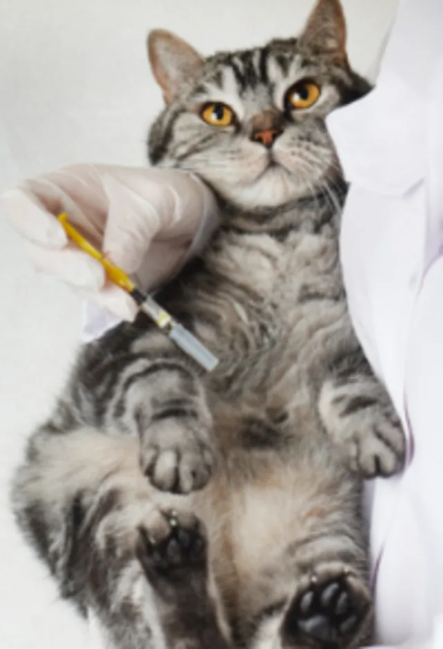 Veterinarian Holding a Gray Cat & a Syringe